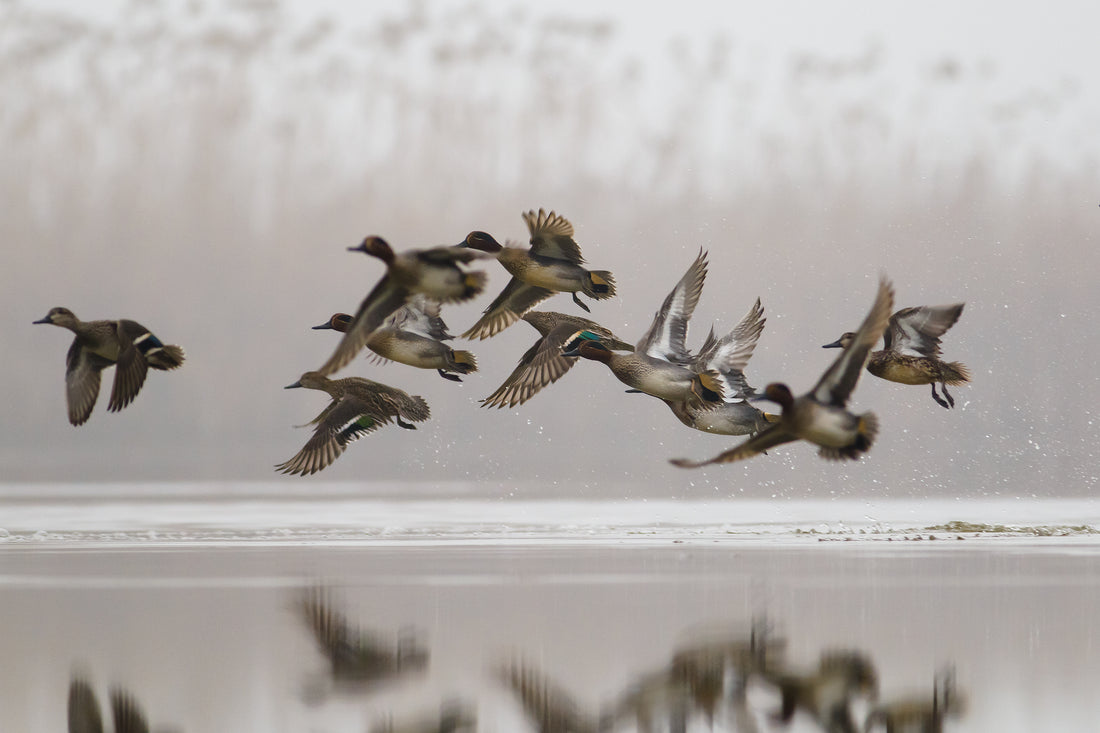 Tips for upcoming waterfowl season