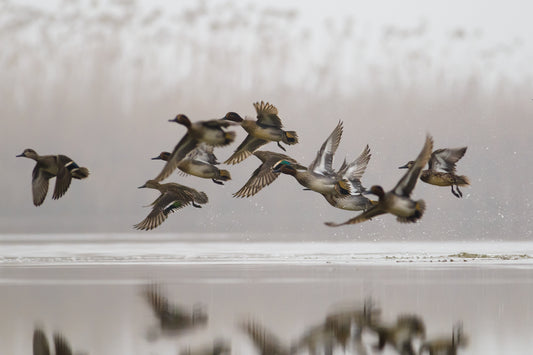 Tips for upcoming waterfowl season