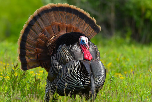 Upcoming Michigan Turkey season